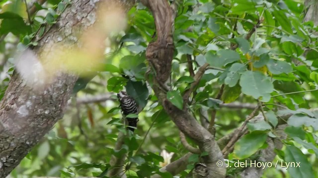 Japanese Pygmy Woodpecker - ML201508661