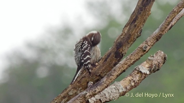 Japanese Pygmy Woodpecker - ML201508691