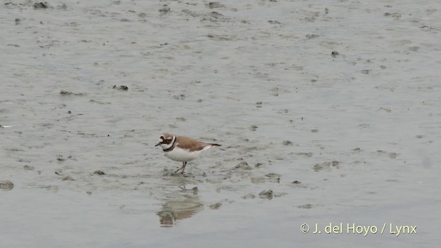 Little Ringed Plover (curonicus) - ML201508711