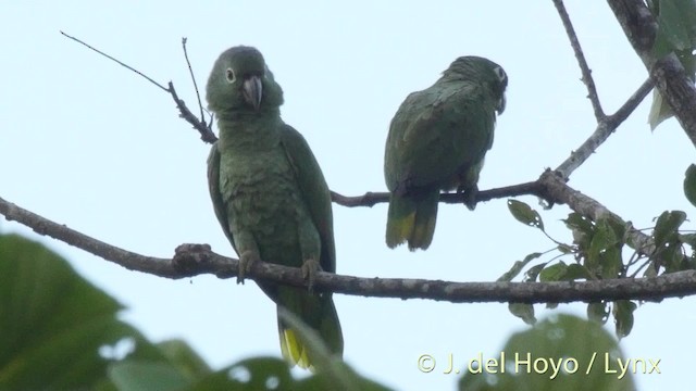 Mealy Parrot (Southern) - ML201508751