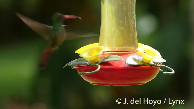 Rufous-tailed Hummingbird (Rufous-tailed) - ML201508781