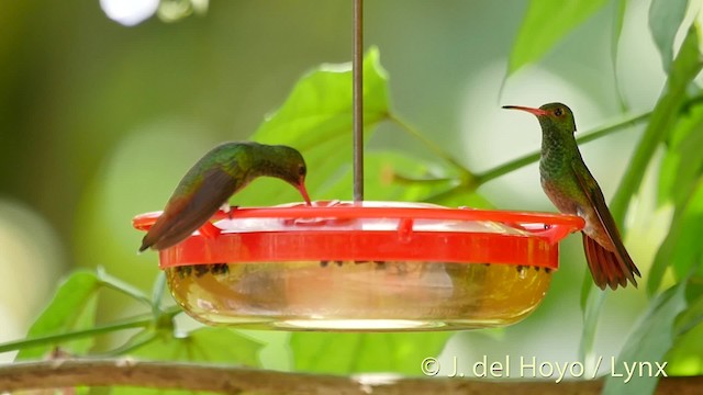 Rufous-tailed Hummingbird (Rufous-tailed) - ML201508791