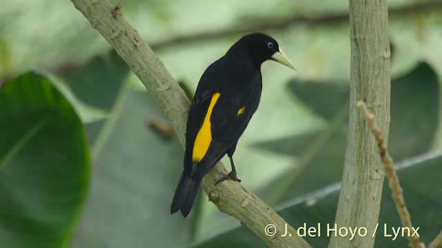 Yellow-rumped Cacique (Western) - ML201508801