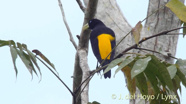 Yellow-rumped Cacique (Western) - ML201508811