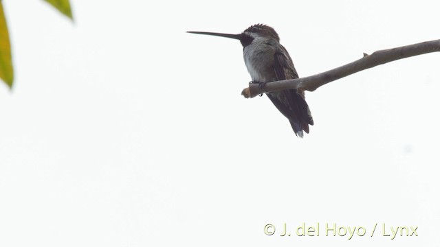 kolibřík hvězdohrdlý - ML201508951