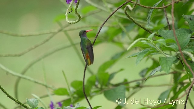Blue-throated Goldentail - ML201508971