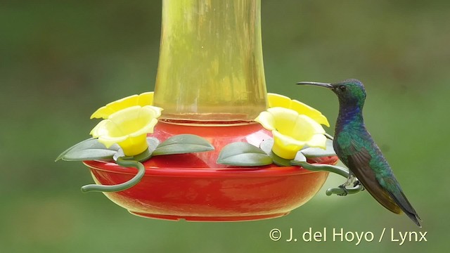 kolibřík safírovohrdlý - ML201509001