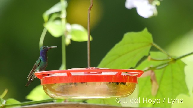kolibřík safírovohrdlý - ML201509011