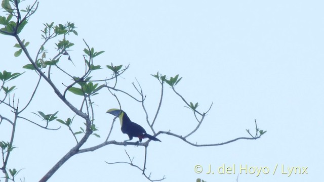 Yellow-throated Toucan (Chestnut-mandibled) - ML201509131