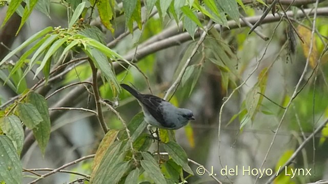 Plain-colored Tanager - ML201509171
