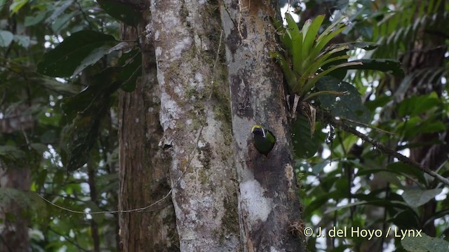 Southern Emerald-Toucanet (Andean) - ML201509351
