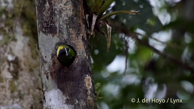 Southern Emerald-Toucanet (Andean) - ML201509361