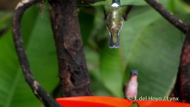kolibřík bělokrký - ML201509401