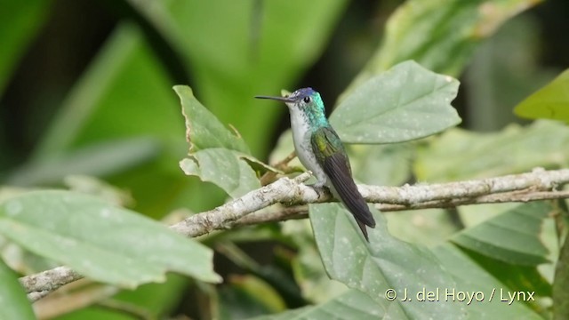 Andean Emerald - ML201509441