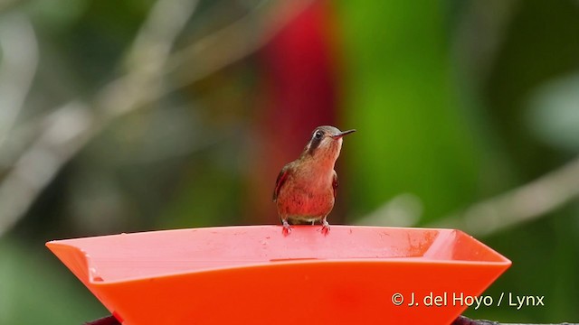 Speckled Hummingbird (melanogenys Group) - ML201509521