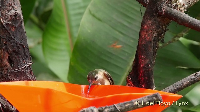 Speckled Hummingbird (melanogenys Group) - ML201509531