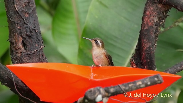 Черноухий колибри [группа melanogenys] - ML201509541