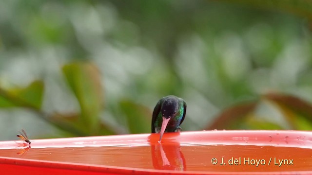 kolibřík modrohlavý - ML201509631