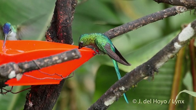 Violet-tailed Sylph - ML201509711