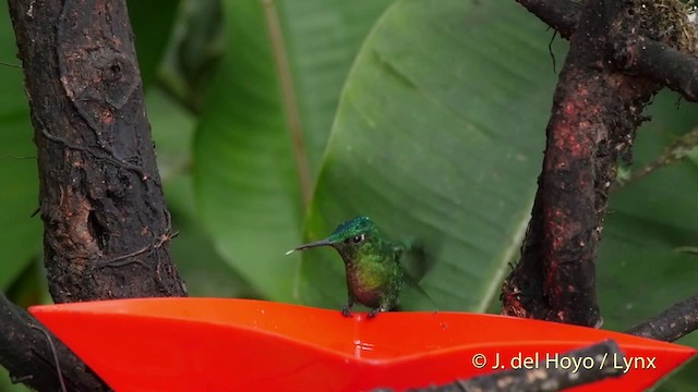 Violet-tailed Sylph - ML201509721