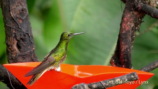 kolibřík žlutoocasý - ML201509741