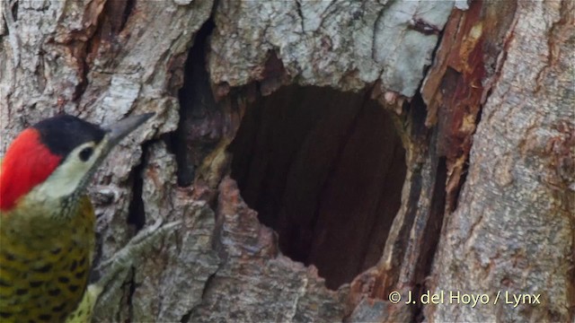 Spot-breasted Woodpecker - ML201509791