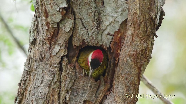Spot-breasted Woodpecker - ML201509801
