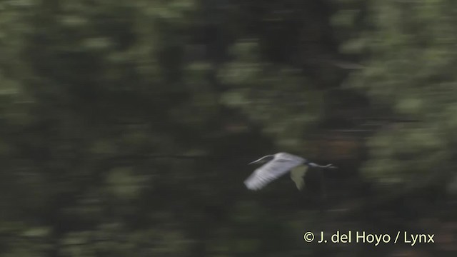White-bellied Heron - ML201509911
