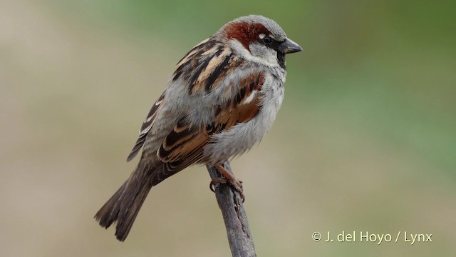 House Sparrow - ML201510041