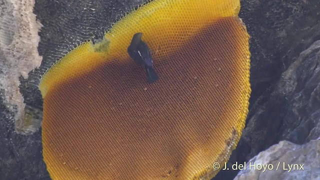 Yellow-rumped Honeyguide - ML201510131