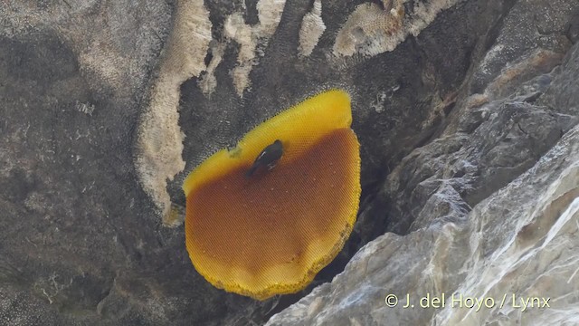 Sarı Sırtlı Balkılavuzu - ML201510141