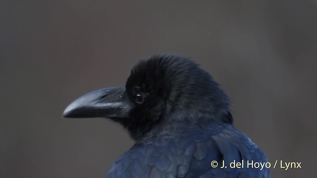 Large-billed Crow (Large-billed) - ML201510201