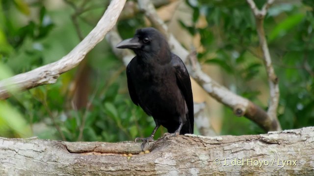 Large-billed Crow (Large-billed) - ML201510571