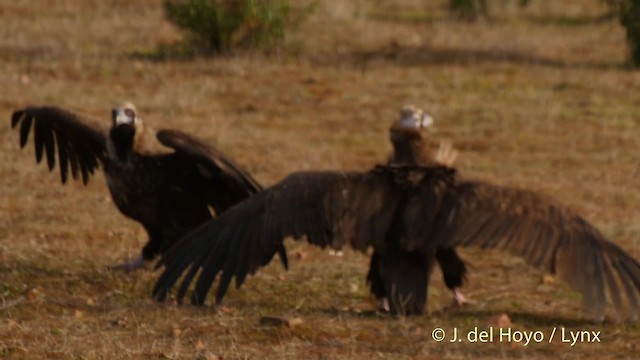 Cinereous Vulture - ML201510851