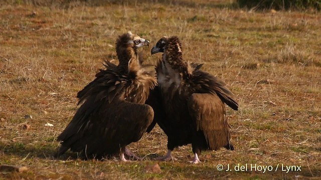 Cinereous Vulture - ML201510861