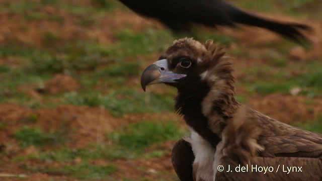 Cinereous Vulture - ML201510981
