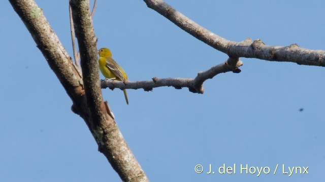 Orchard Oriole (Orchard) - ML201511041