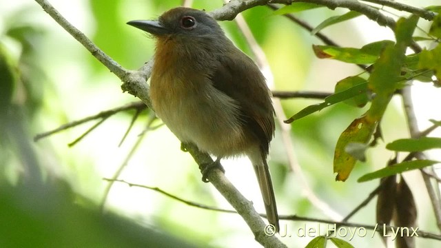 Gray-cheeked Nunlet - ML201511071