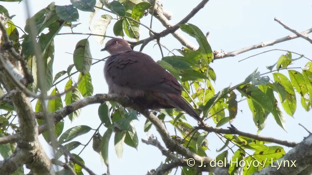 Ruddy Pigeon (Berlepsch's) - ML201511091