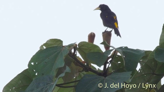 Yellow-rumped Cacique (Western) - ML201511191