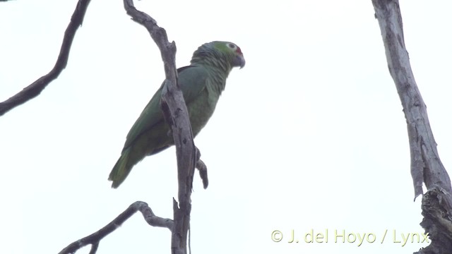 Red-lored Parrot (Red-lored) - ML201511321