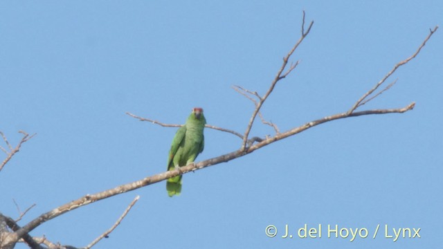 Red-lored Parrot (Red-lored) - ML201511331