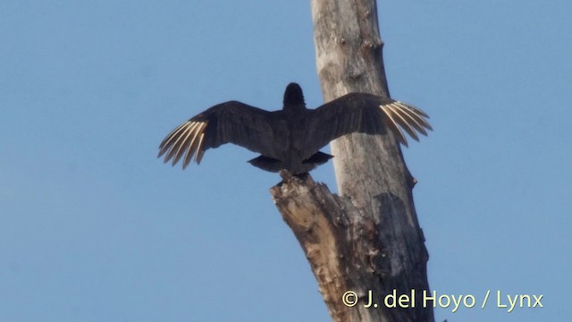Black Vulture - ML201511391
