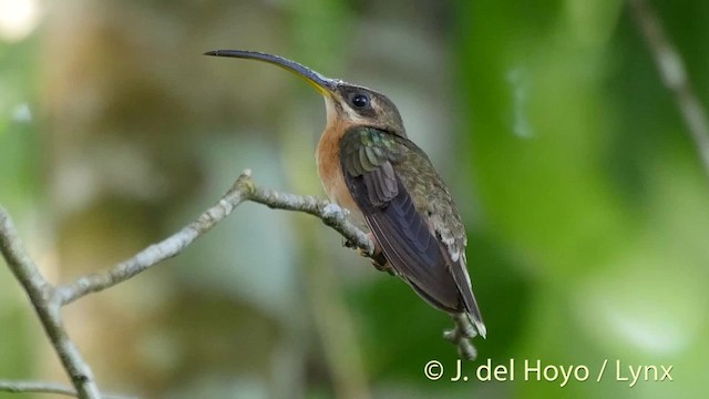 Rufous-breasted Hermit - ML201511411