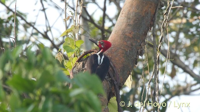 Crimson-crested Woodpecker - ML201511531