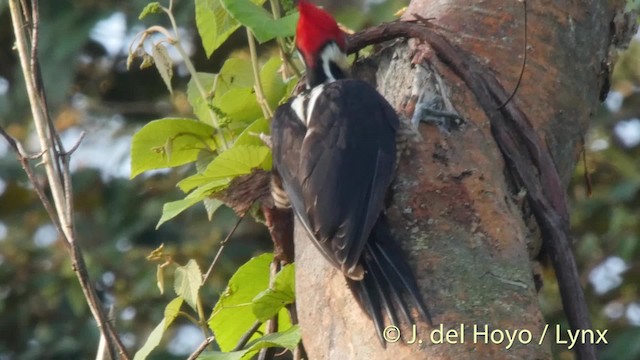 Crimson-crested Woodpecker - ML201511541