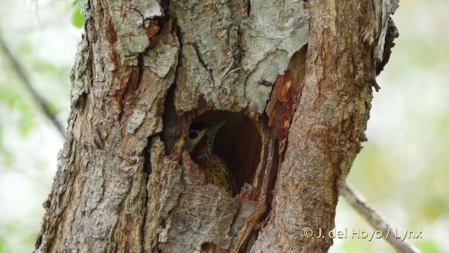 Spot-breasted Woodpecker - ML201511551