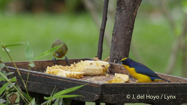 Thick-billed Euphonia (Black-tailed) - ML201511561