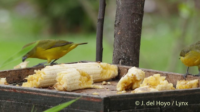 Thick-billed Euphonia (Black-tailed) - ML201511581