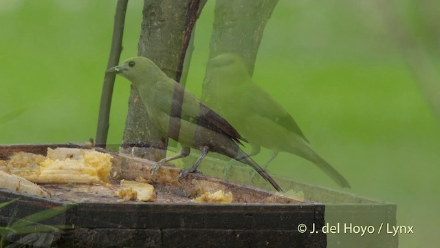 Palm Tanager - ML201511621